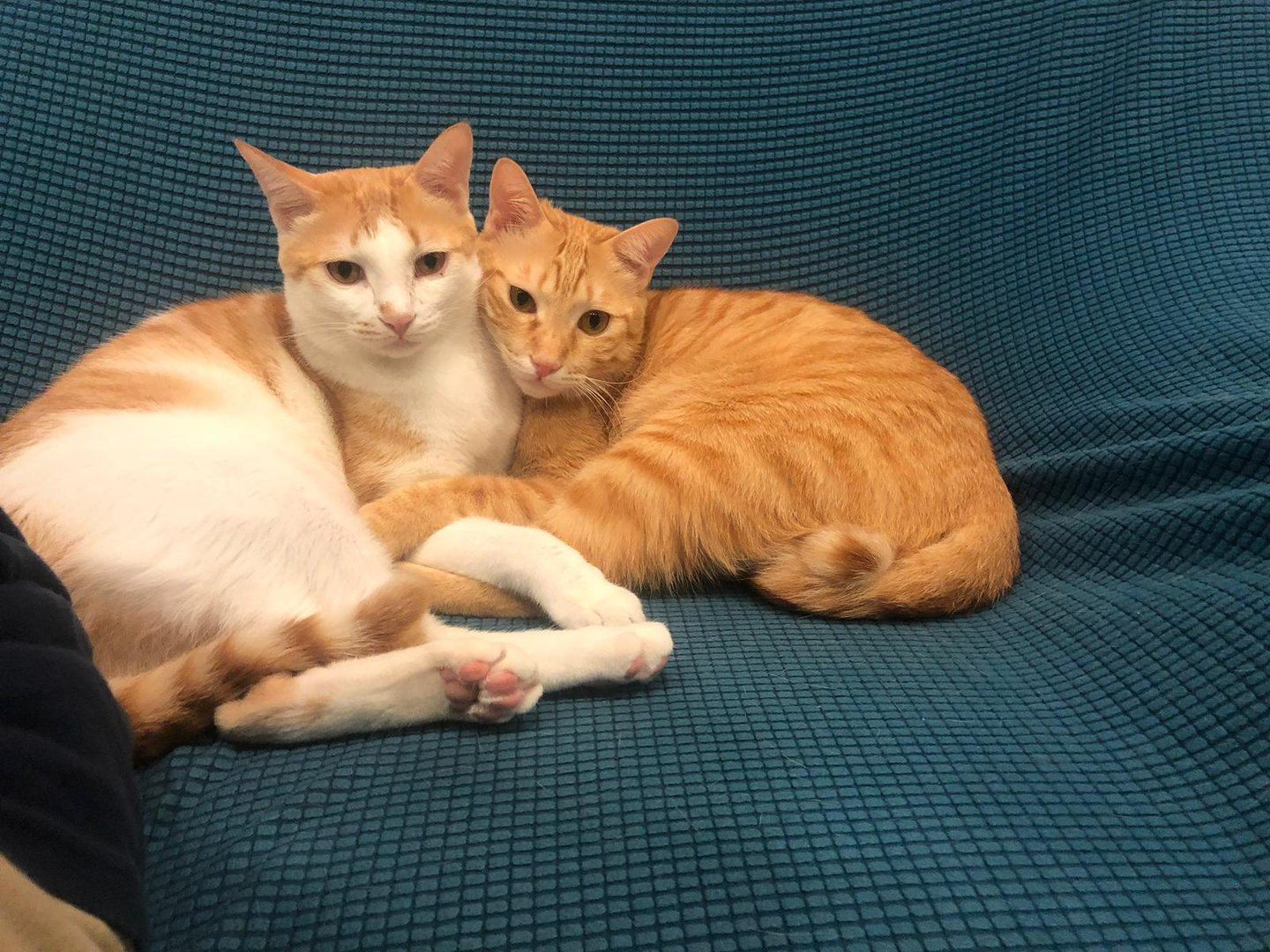 Two orange tabby cats, Jigula and Maluchan, curled up together on a blue couch — the first cats ever uploaded to LuckyCat and the project's original test data.