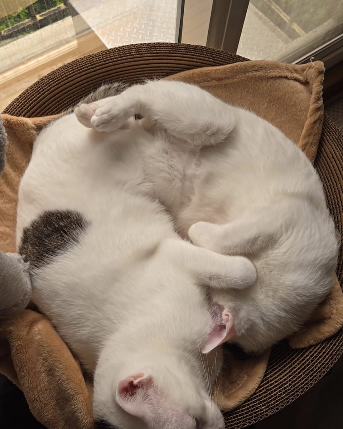 Two white brother cats, Pangfu and Pangji, curled up asleep together in a round cardboard cat bed by a window.